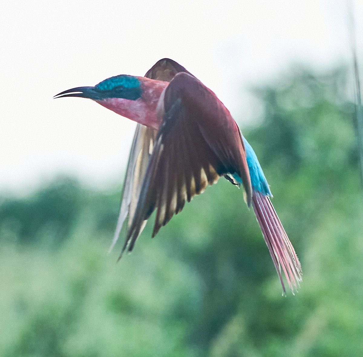 Southern Carmine Bee-eater - Steven Cheong