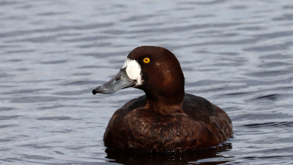 Greater Scaup - Stefan Mutchnick