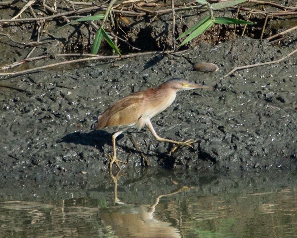 Yellow Bittern - JW  Mills