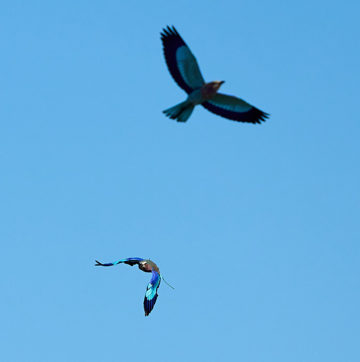 Lilac-breasted Roller - ML616088245