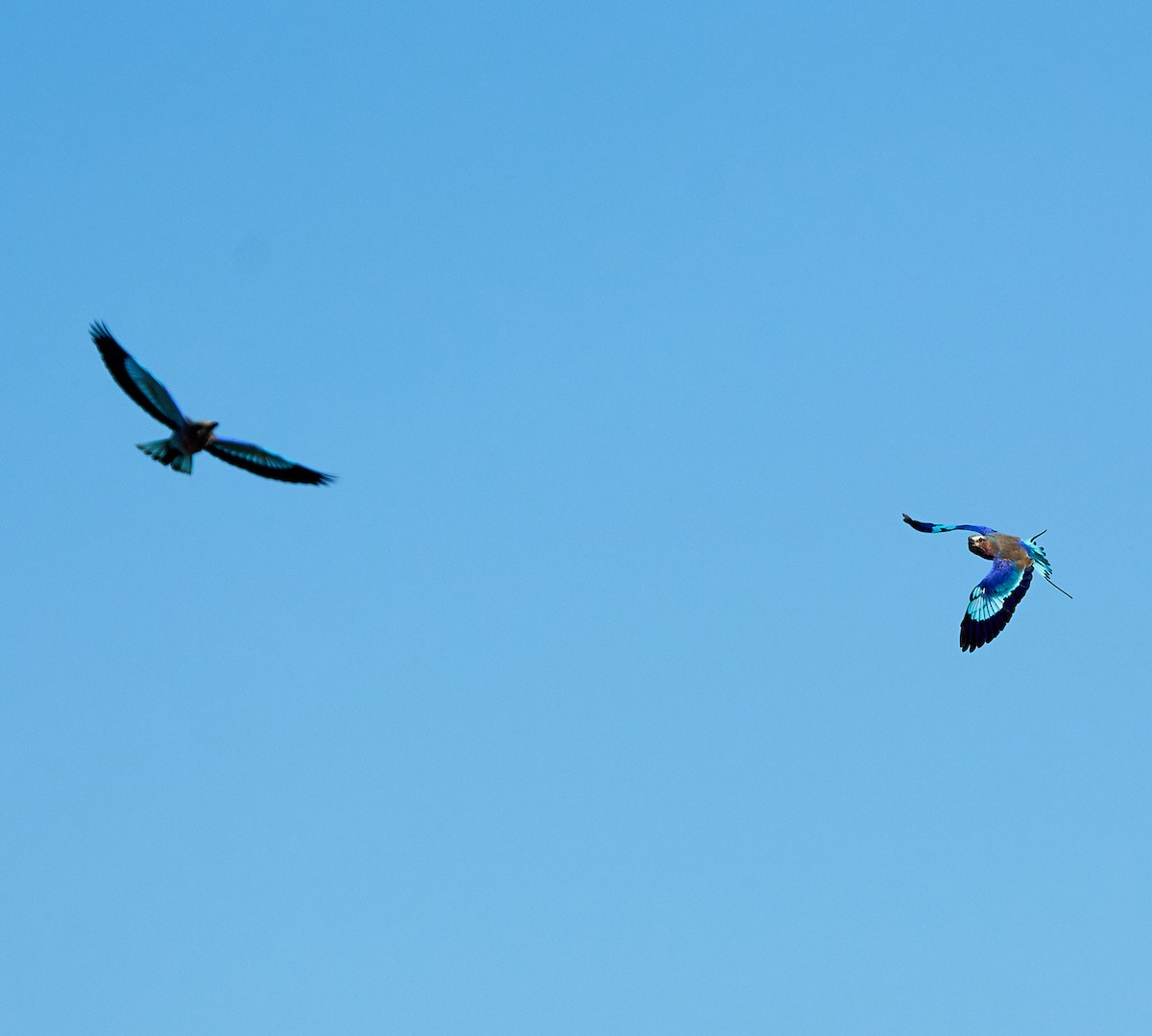 Lilac-breasted Roller - ML616088247