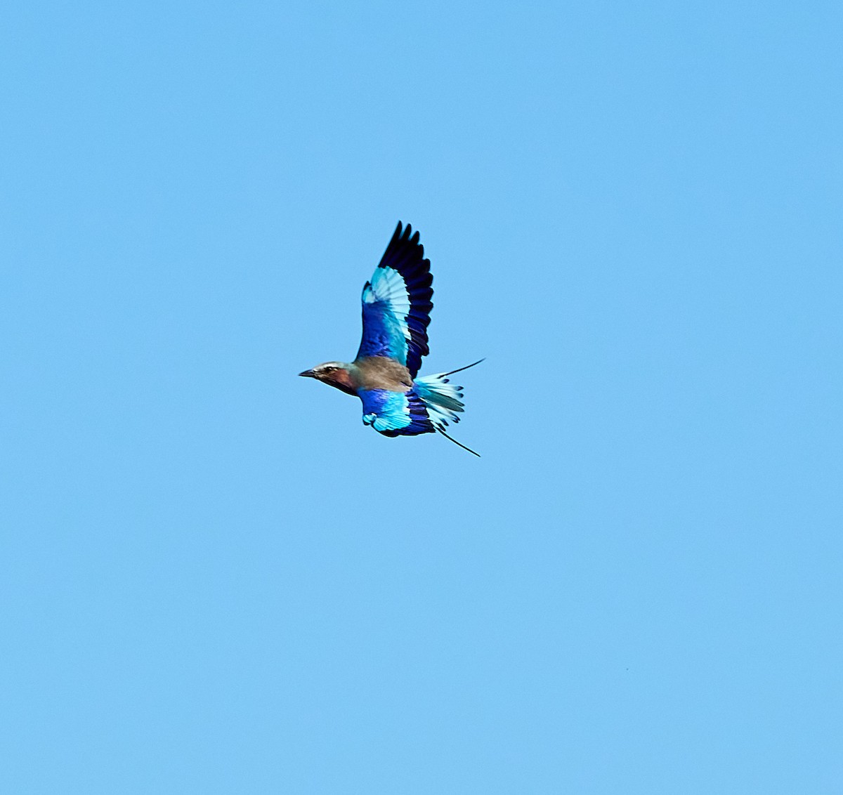 Lilac-breasted Roller - ML616088248