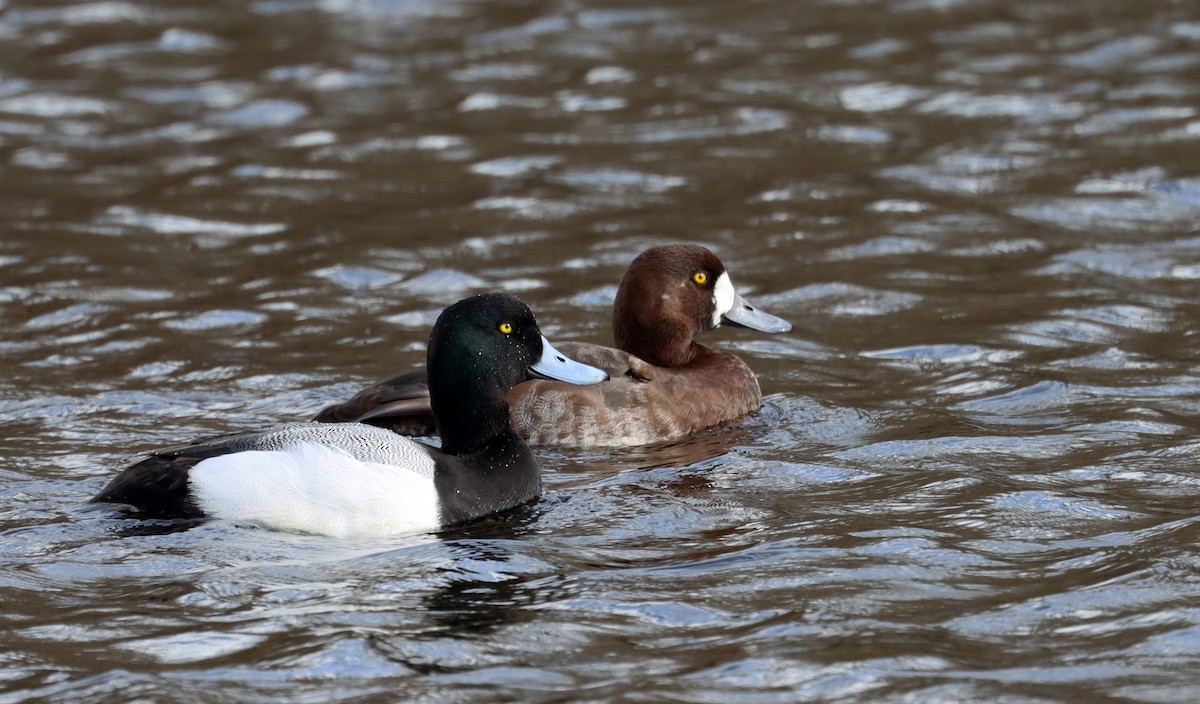 Greater Scaup - Stefan Mutchnick