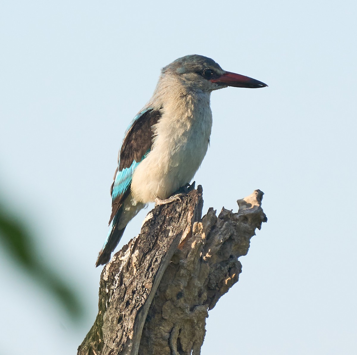 Martin-chasseur du Sénégal - ML616088278