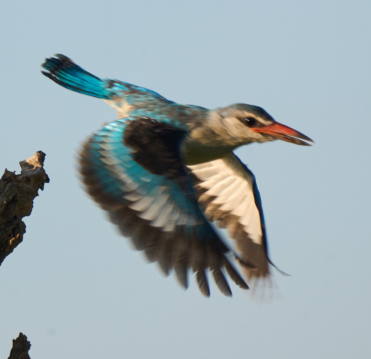 Woodland Kingfisher - ML616088279