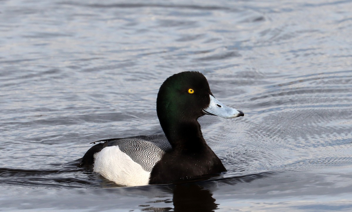 Greater Scaup - Stefan Mutchnick