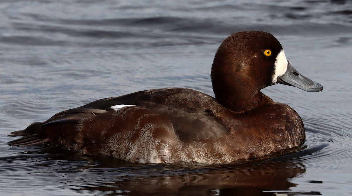 Greater Scaup - Stefan Mutchnick