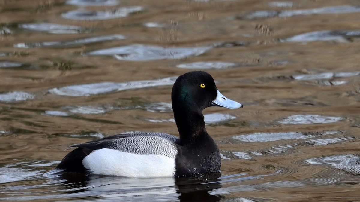 Greater Scaup - Stefan Mutchnick