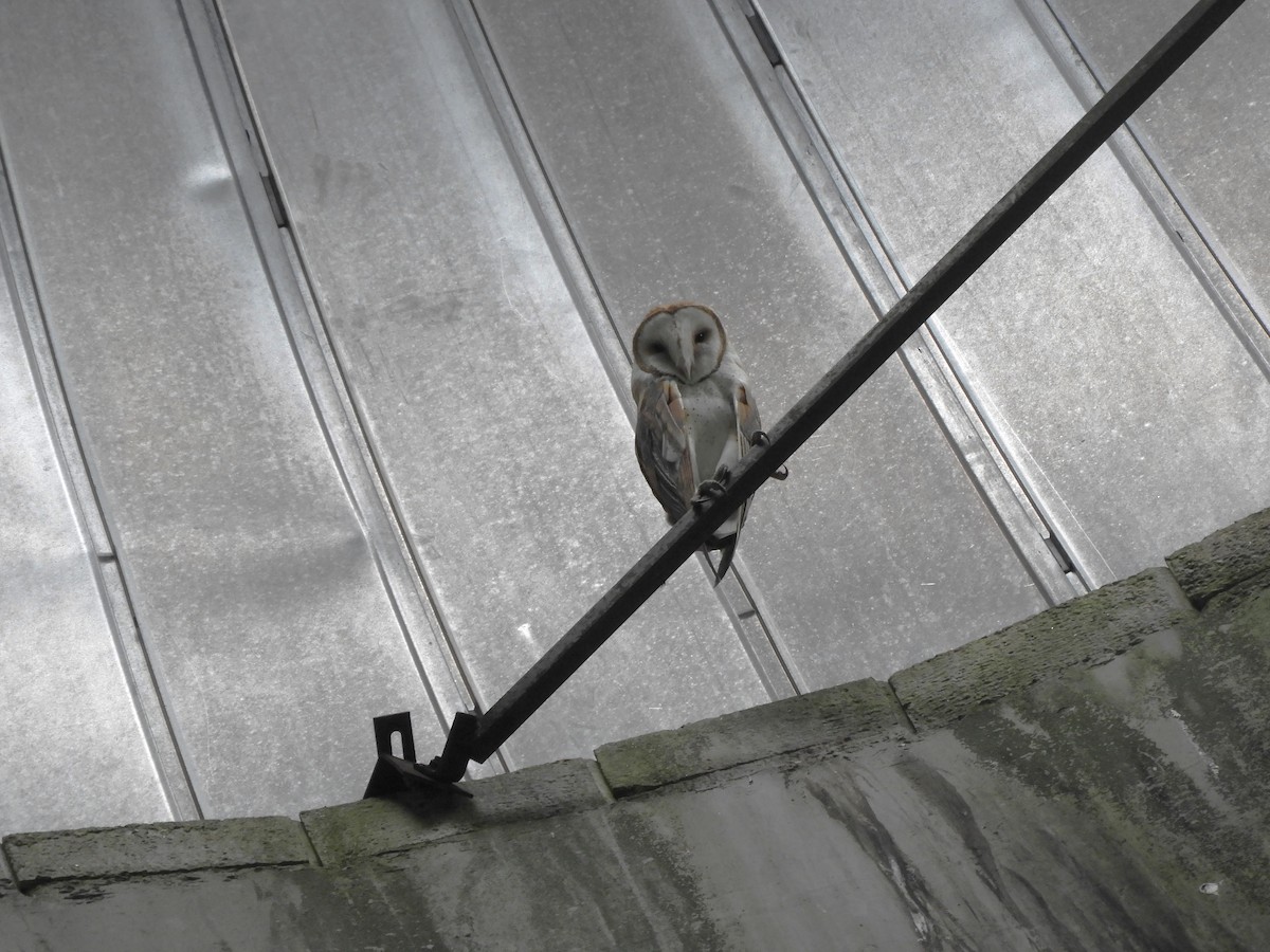 Barn Owl - ML616088367