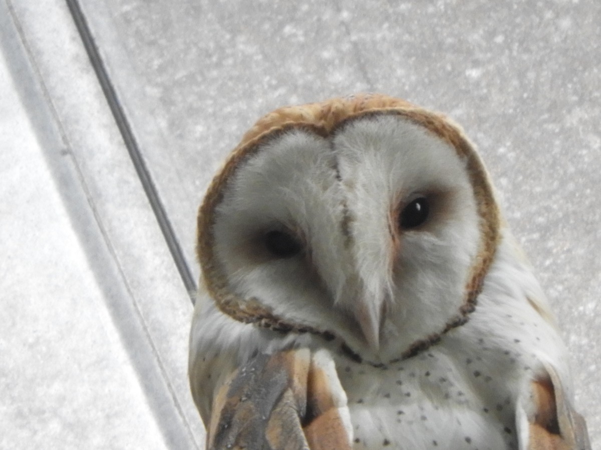 Barn Owl - ML616088370