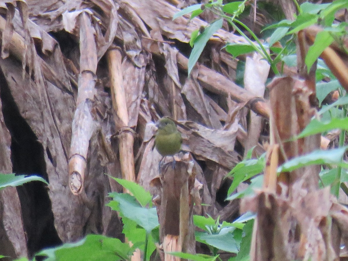 Painted Bunting - ML616088406