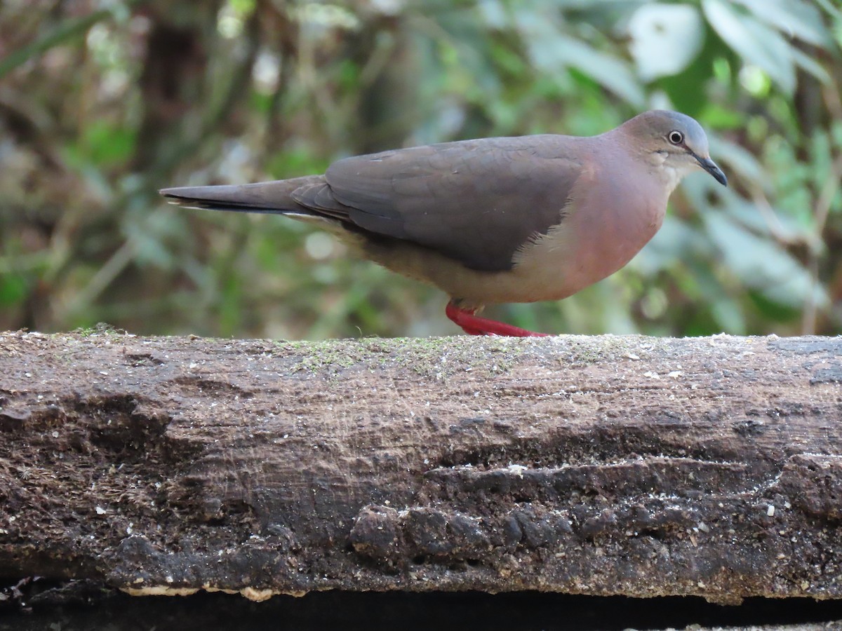 Tolima Dove - ML616088464