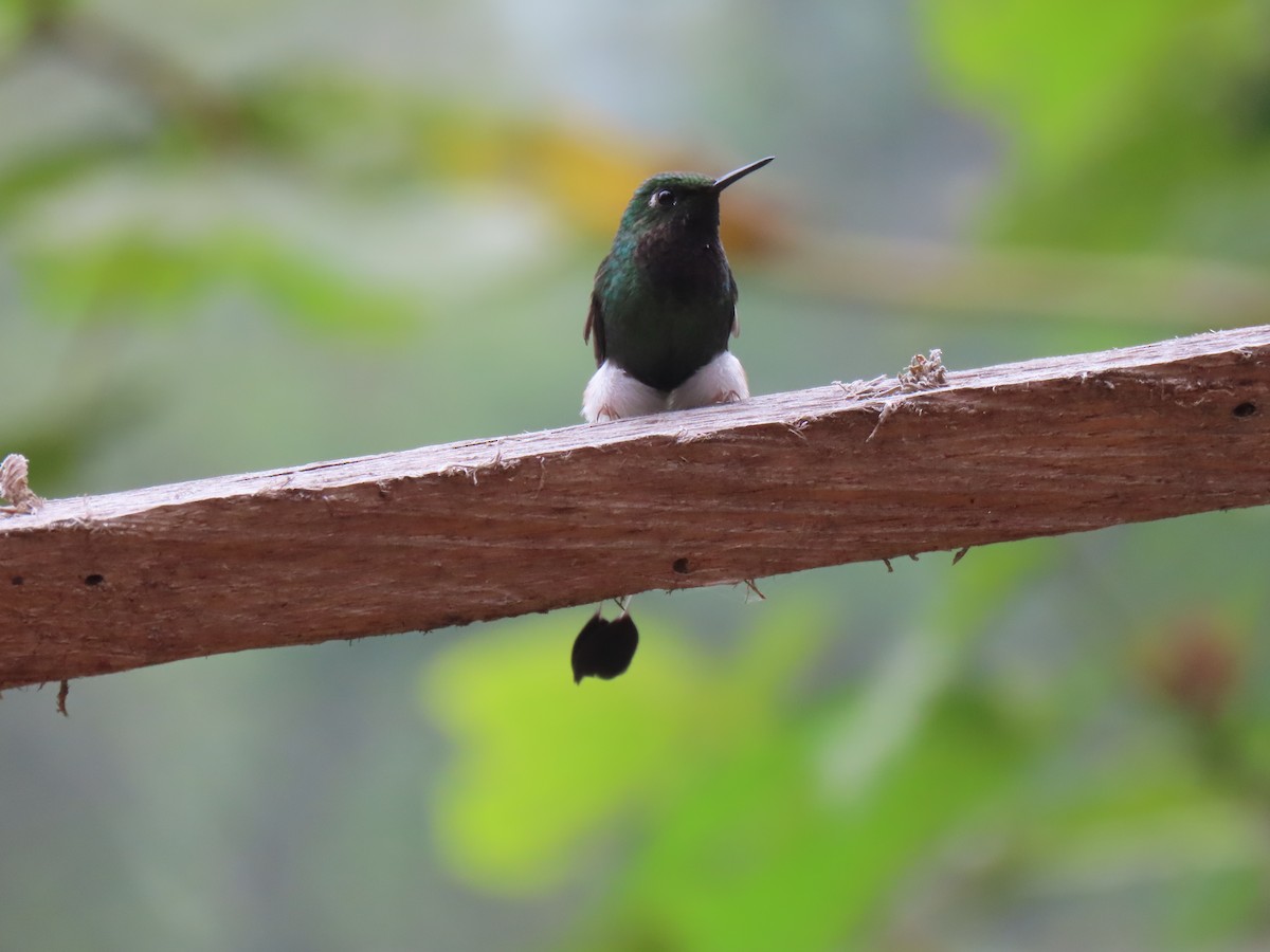 White-booted Racket-tail - Jose Martinez De Valdenebro