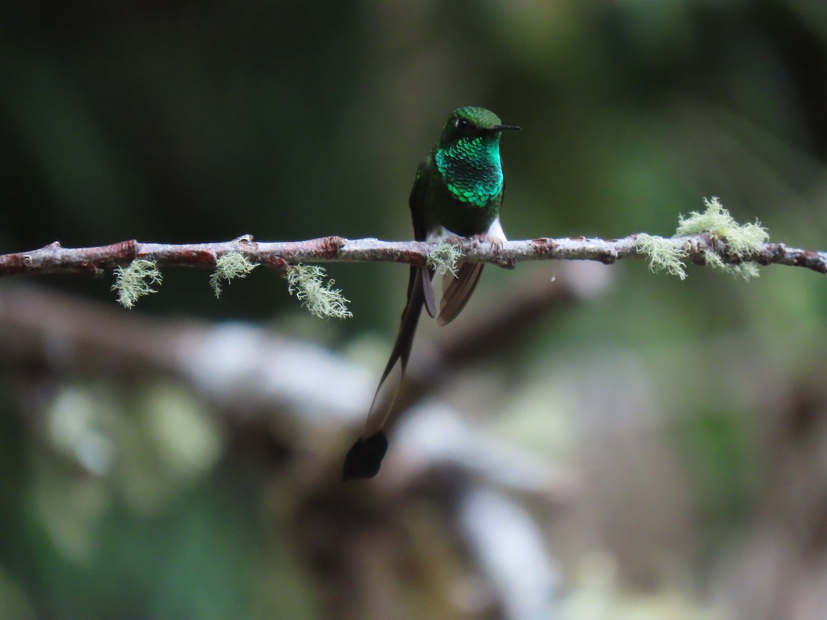 White-booted Racket-tail - Jose Martinez De Valdenebro