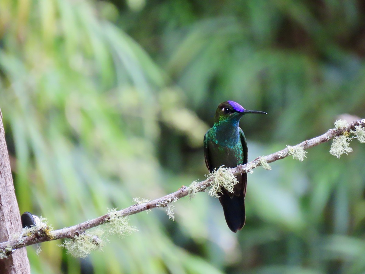 Violet-fronted Brilliant - Jose Martinez De Valdenebro