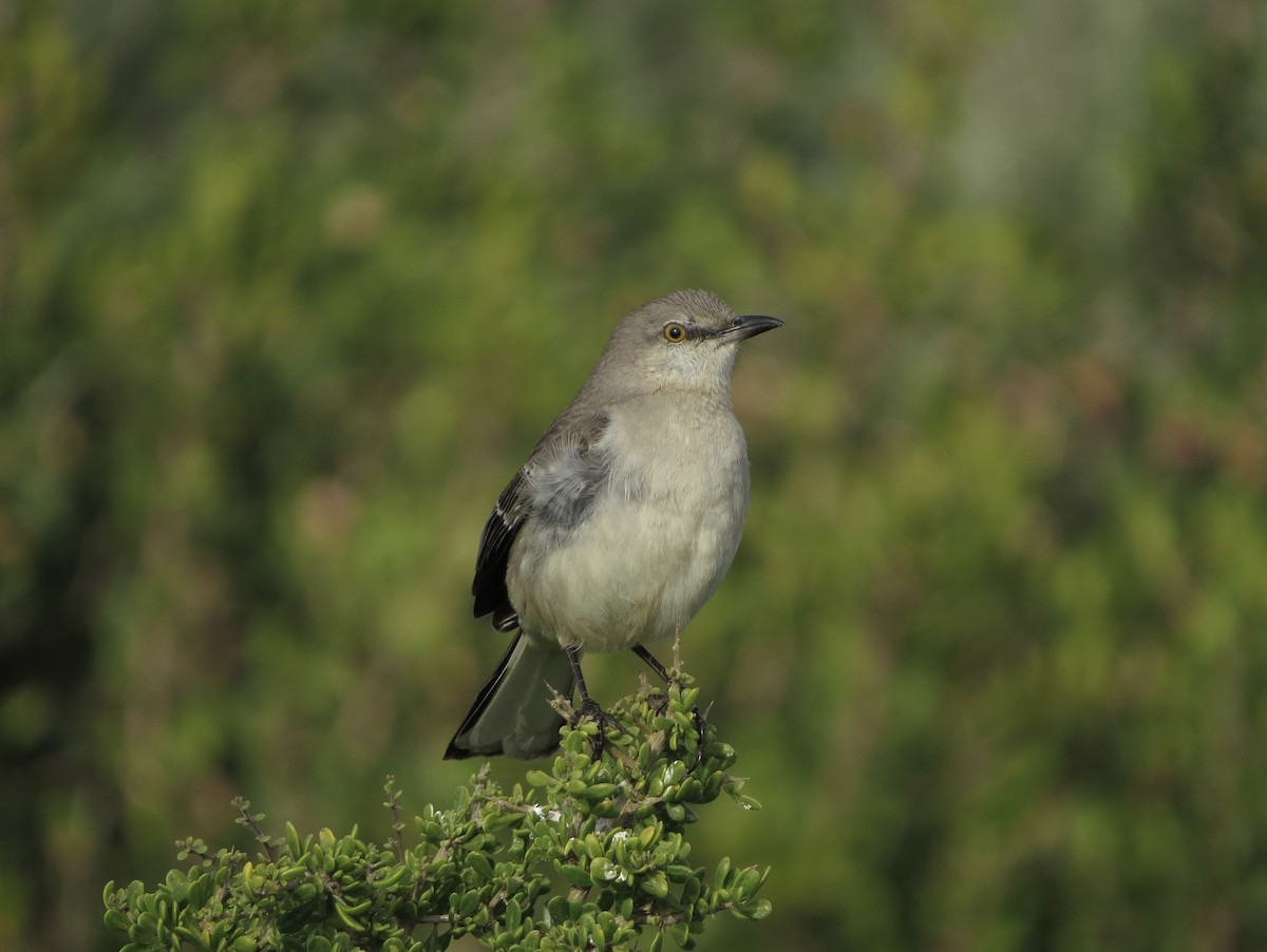 Northern Mockingbird - ML616088516