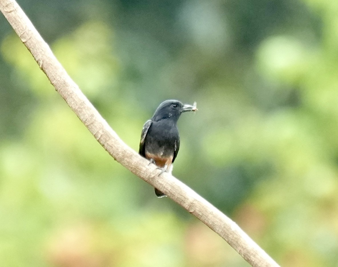 Swallow-winged Puffbird - ML616088547