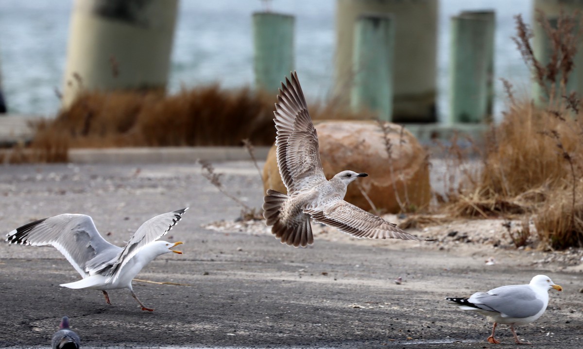 Herring Gull - ML616088556