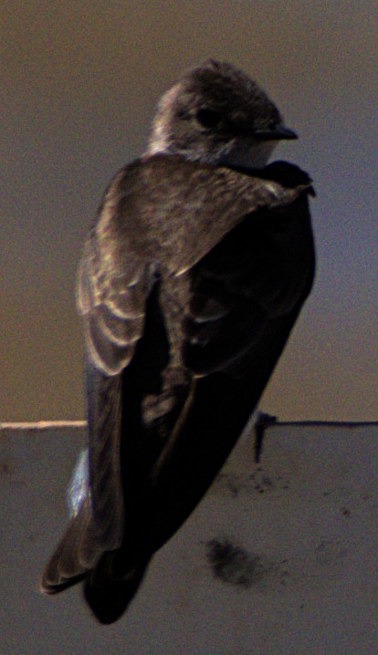 Northern Rough-winged Swallow - ML616088560