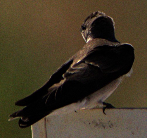 Golondrina Aserrada - ML616088562