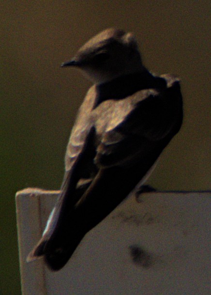 Northern Rough-winged Swallow - ML616088563