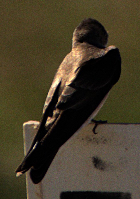 Northern Rough-winged Swallow - ML616088565