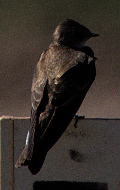 Northern Rough-winged Swallow - ML616088566