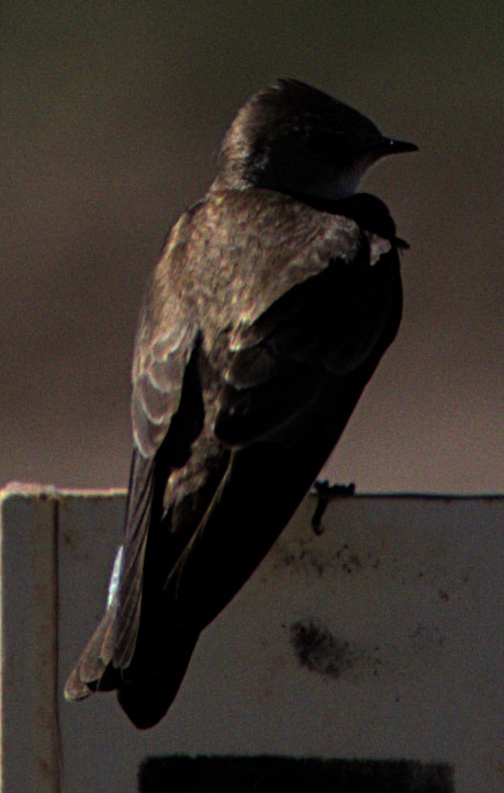 Golondrina Aserrada - ML616088566