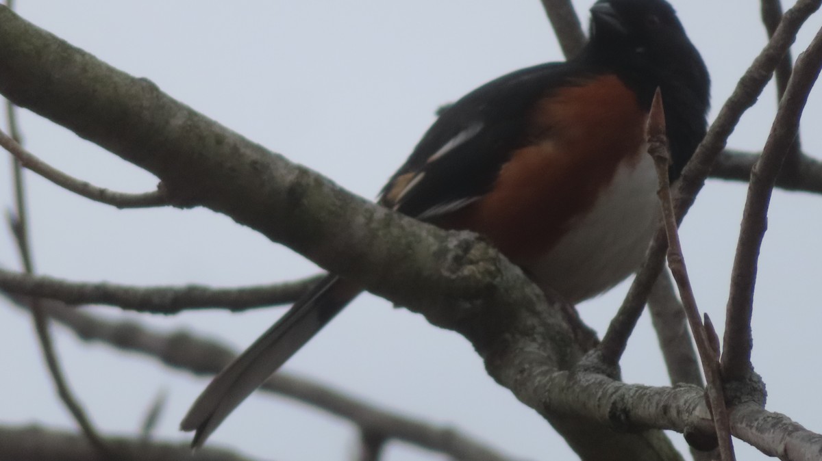 Eastern Towhee - ML616088574