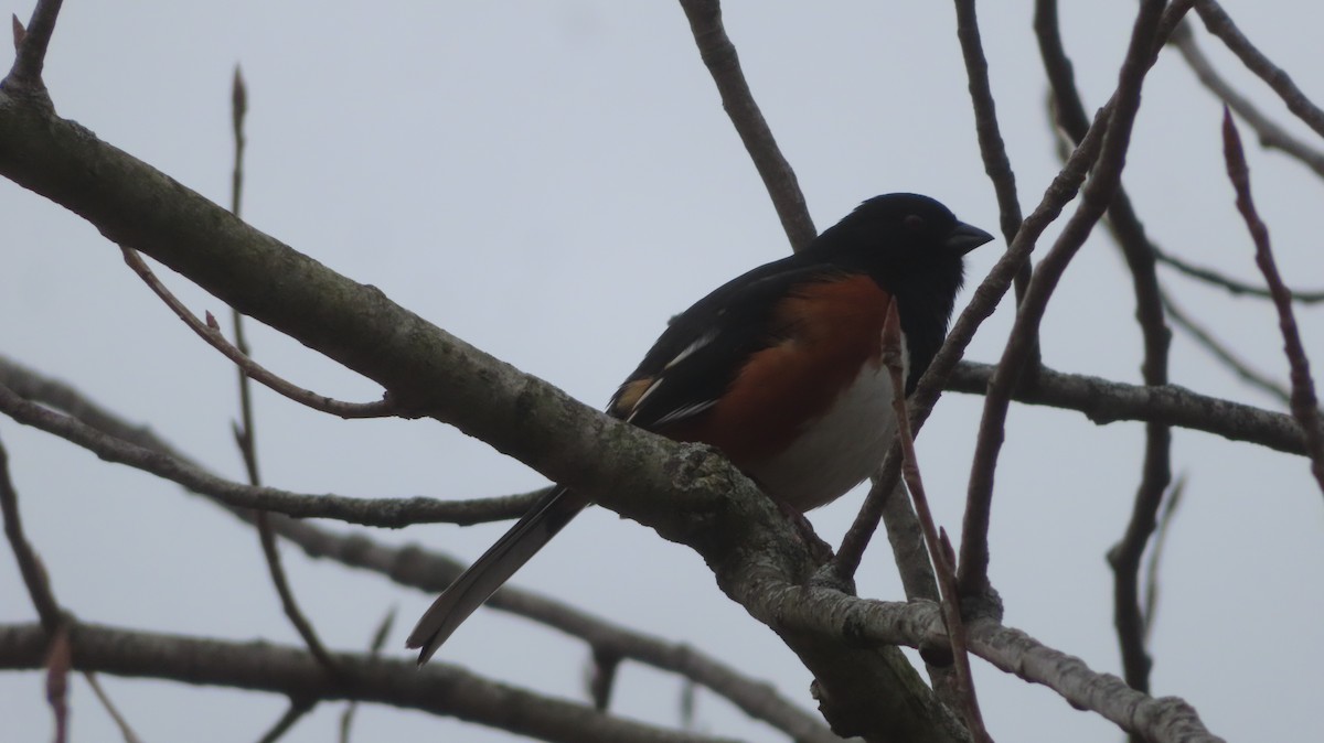 Eastern Towhee - ML616088586