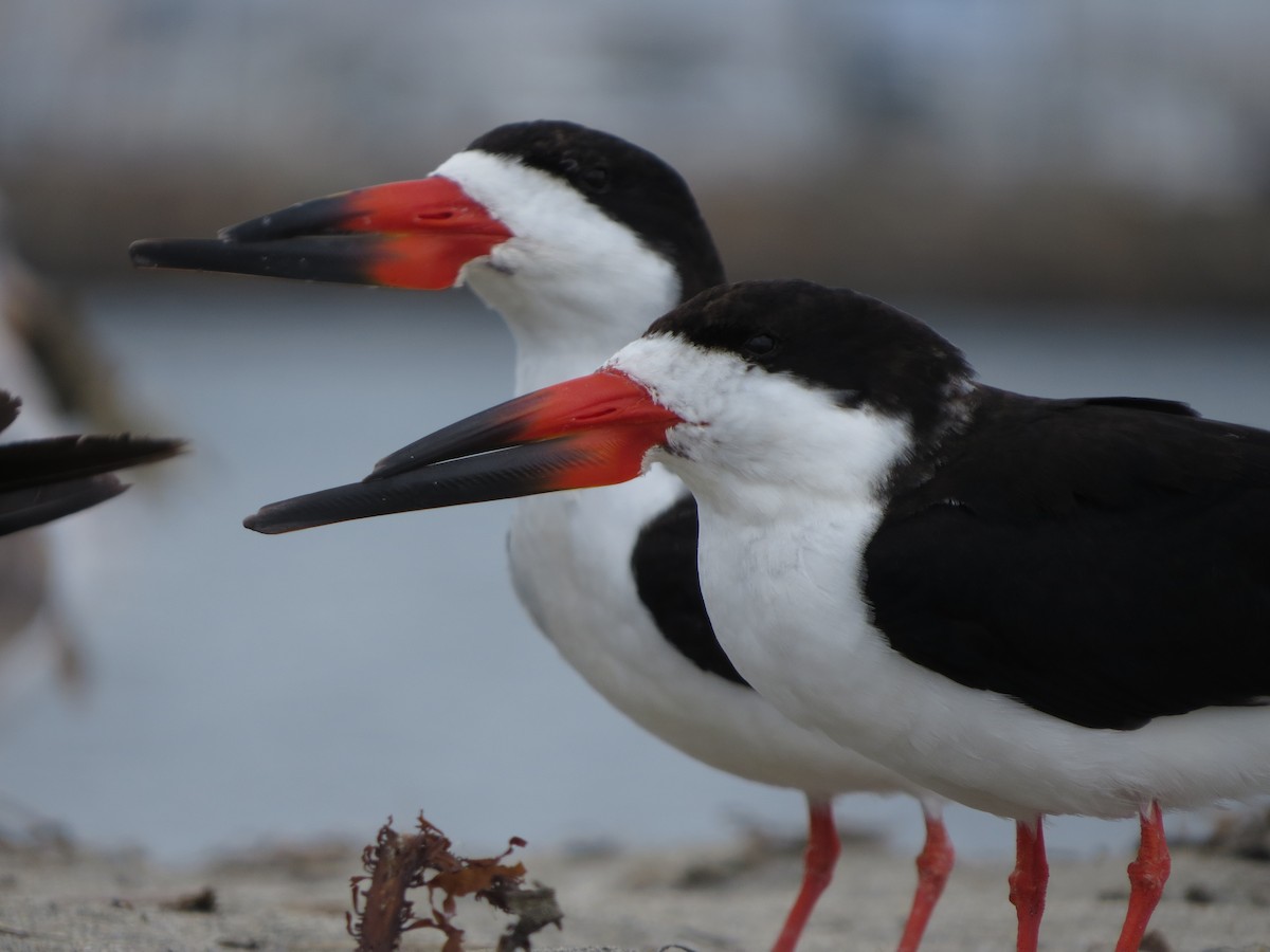 Black Skimmer - Omar Alui