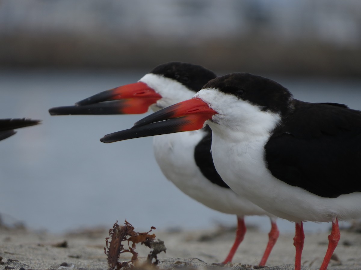 Black Skimmer - Omar Alui