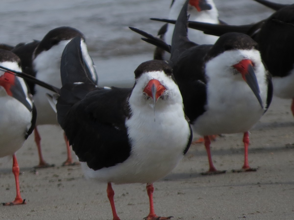 Black Skimmer - Omar Alui