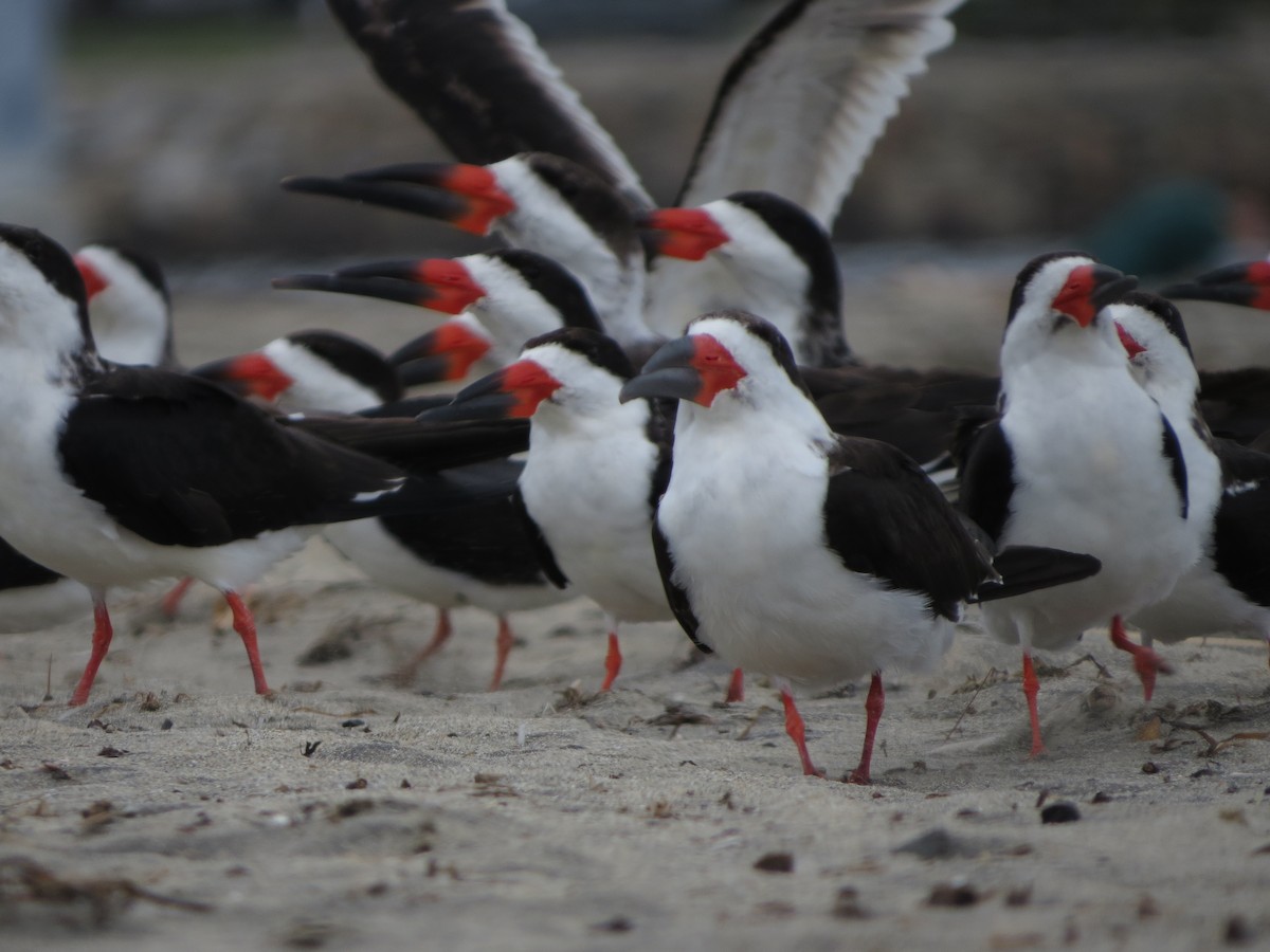 Black Skimmer - Omar Alui