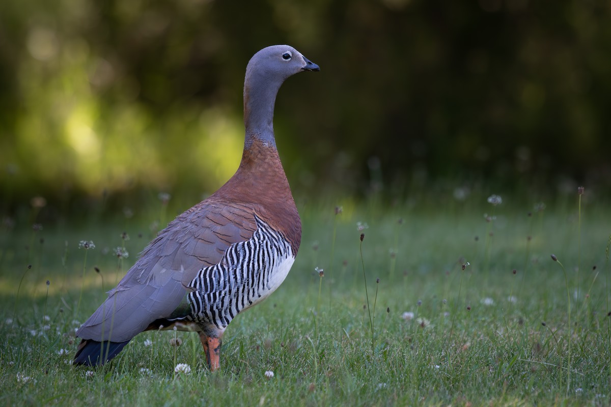 Ashy-headed Goose - ML616088625