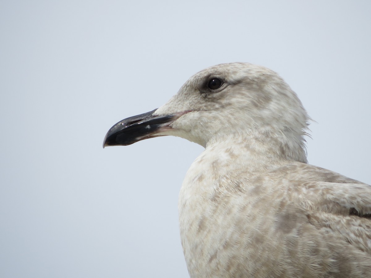 Glaucous-winged Gull - Omar Alui