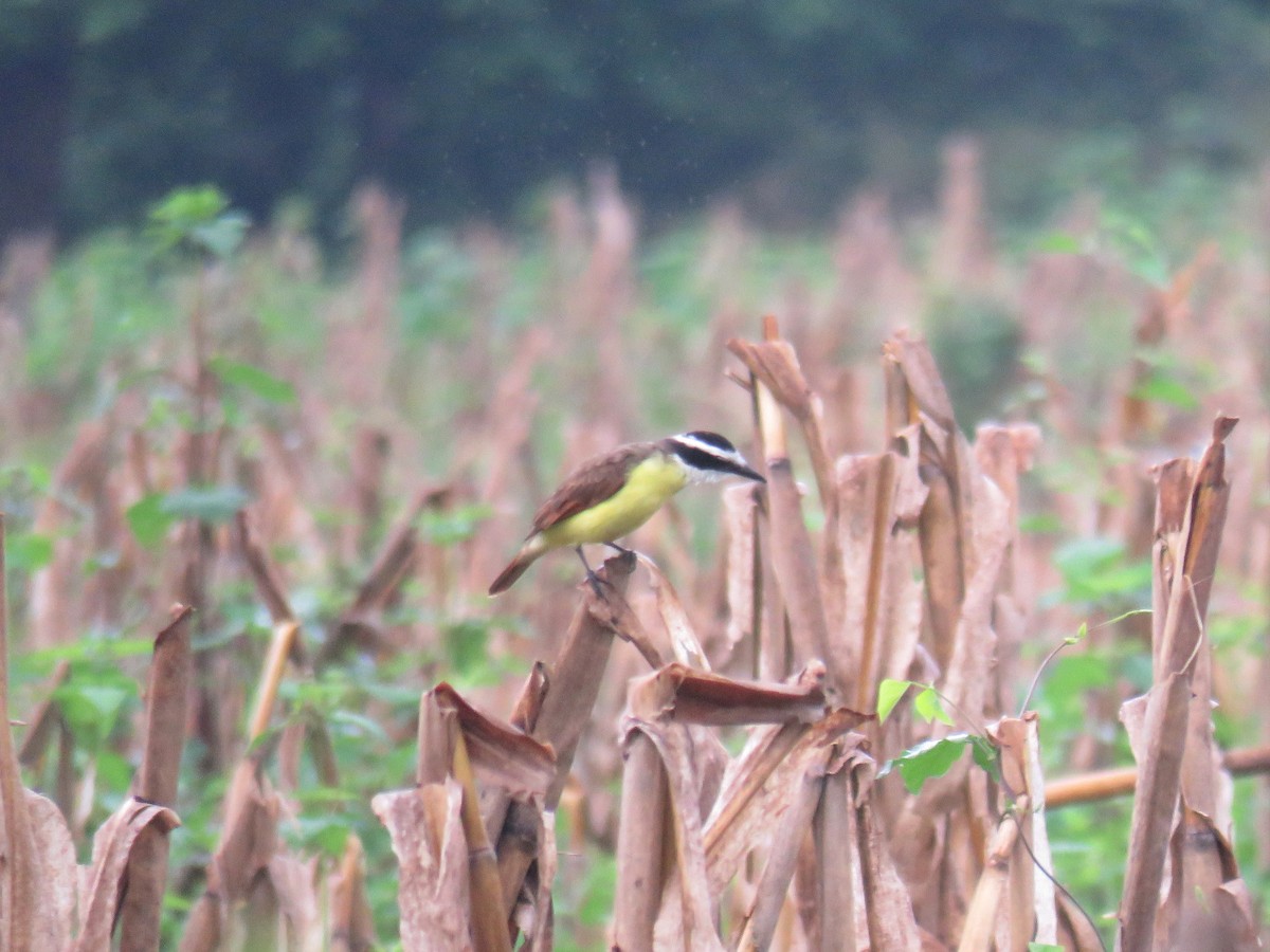 Great Kiskadee - ML616088671