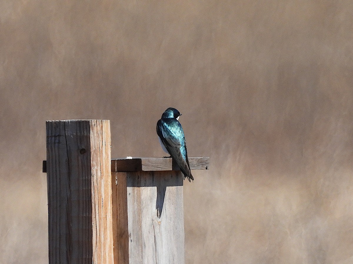 Tree Swallow - Don Henise