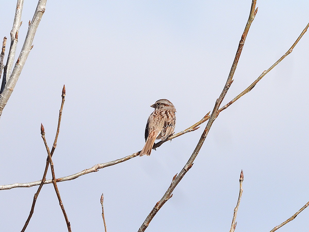 Song Sparrow - ML616088722