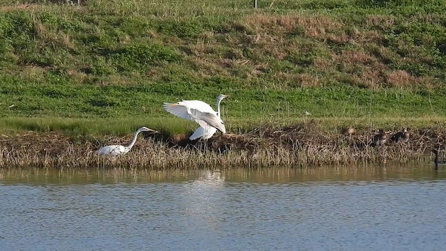 Чепура велика (підвид egretta) - ML616088739