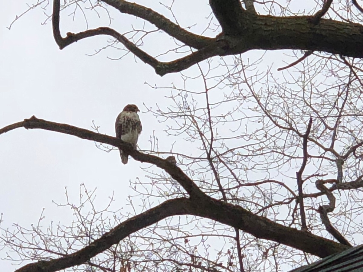 Red-tailed Hawk - ML616088743