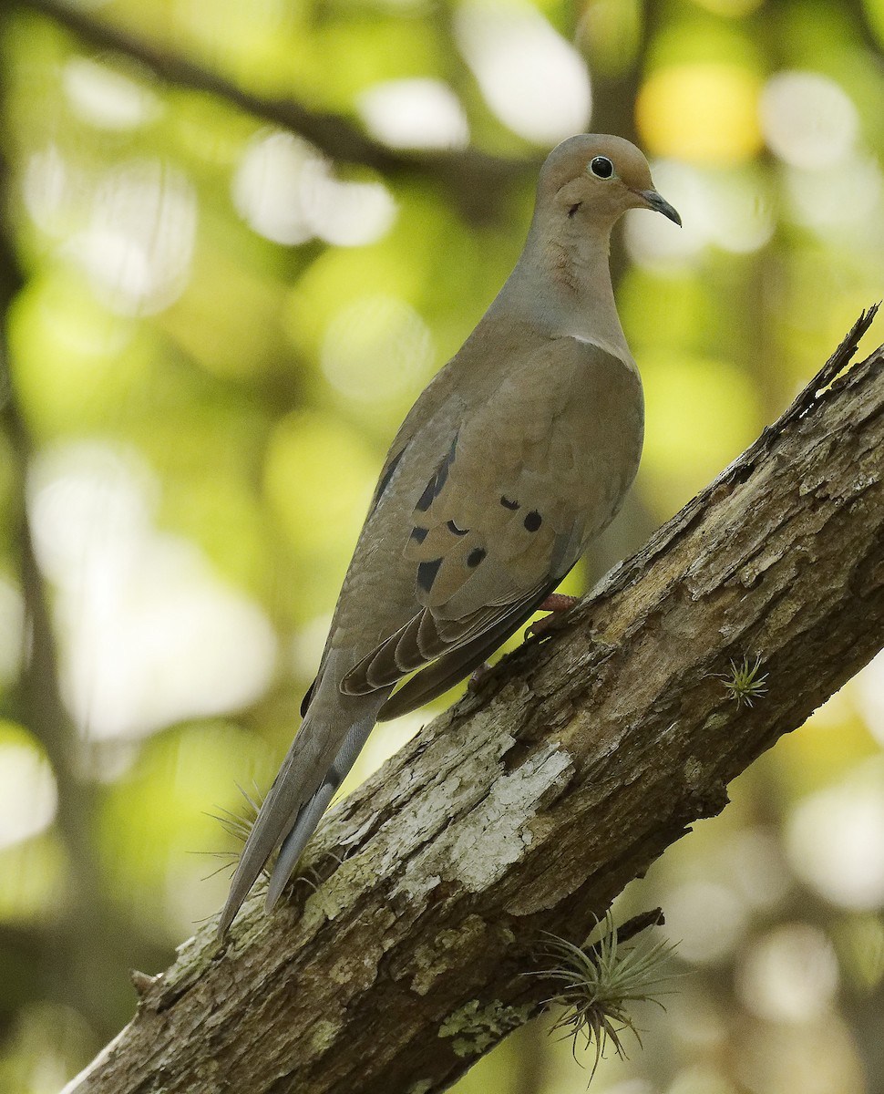 Mourning Dove - ML616088744