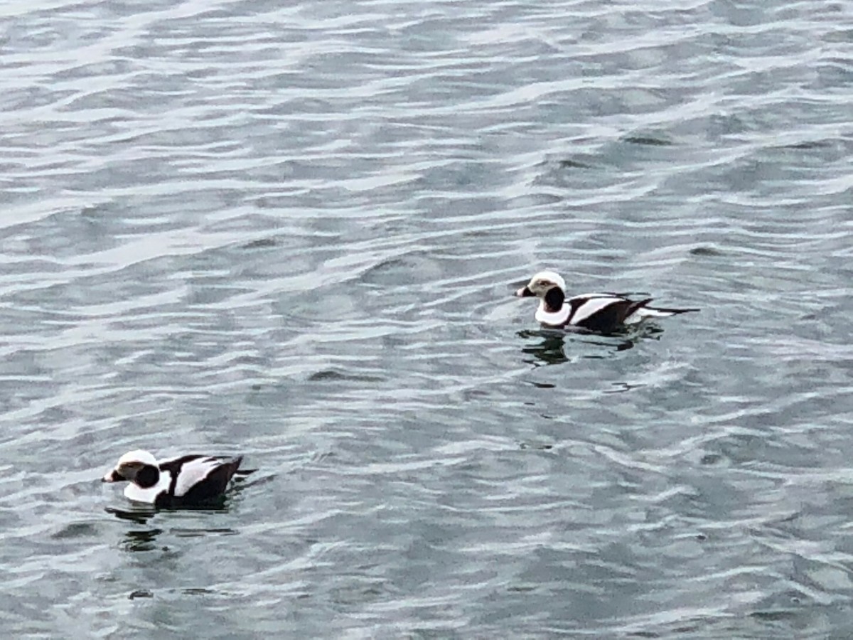 Long-tailed Duck - ML616088759