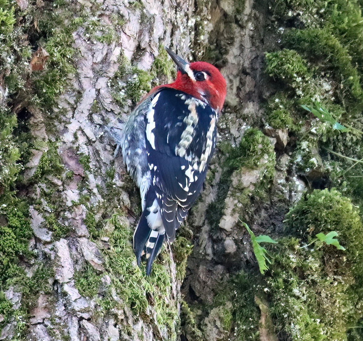 Red-breasted Sapsucker - ML616088781