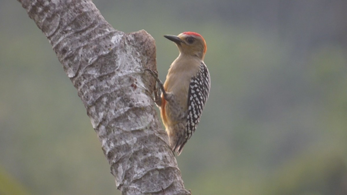 Red-crowned Woodpecker - ML616088783