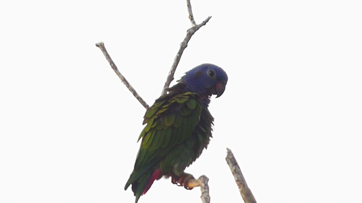 Blue-headed Parrot - ML616088787