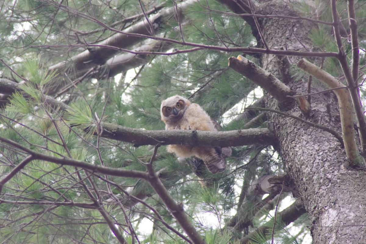 Great Horned Owl - ML616088788
