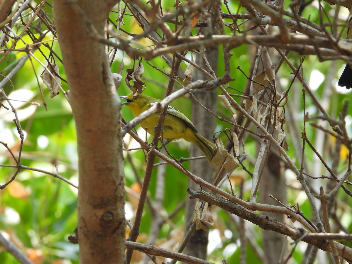 Common Iora - ML616088817