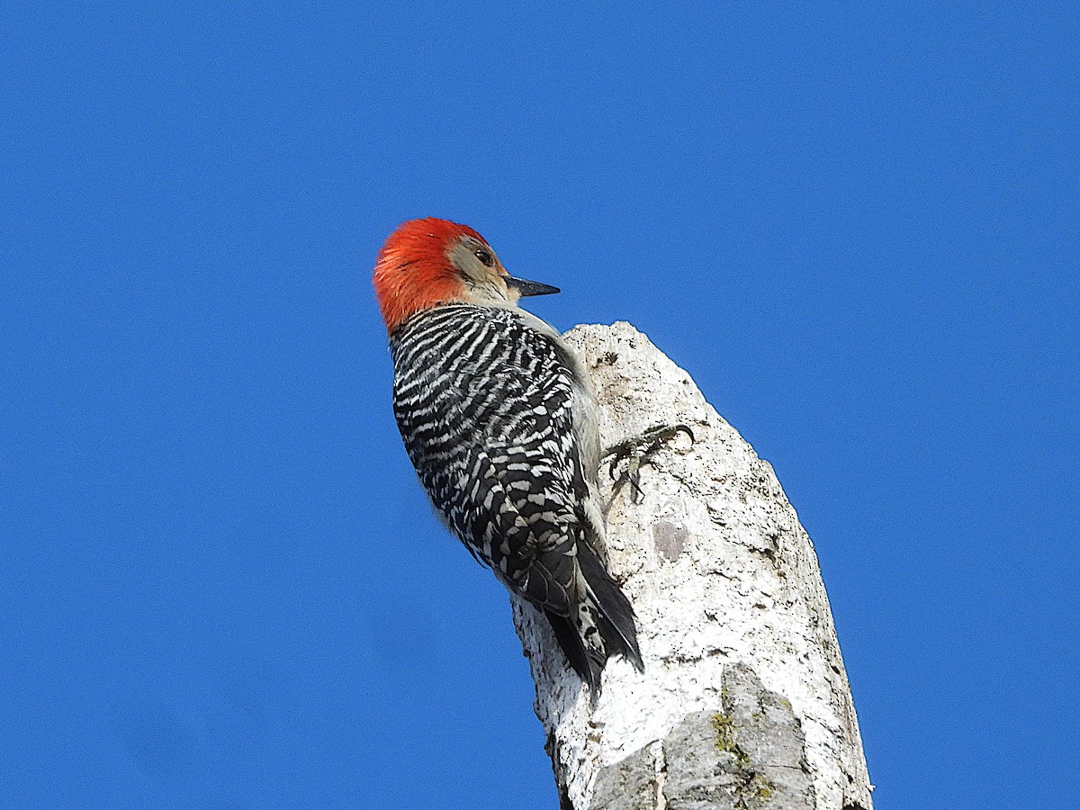 Red-bellied Woodpecker - ML616088821