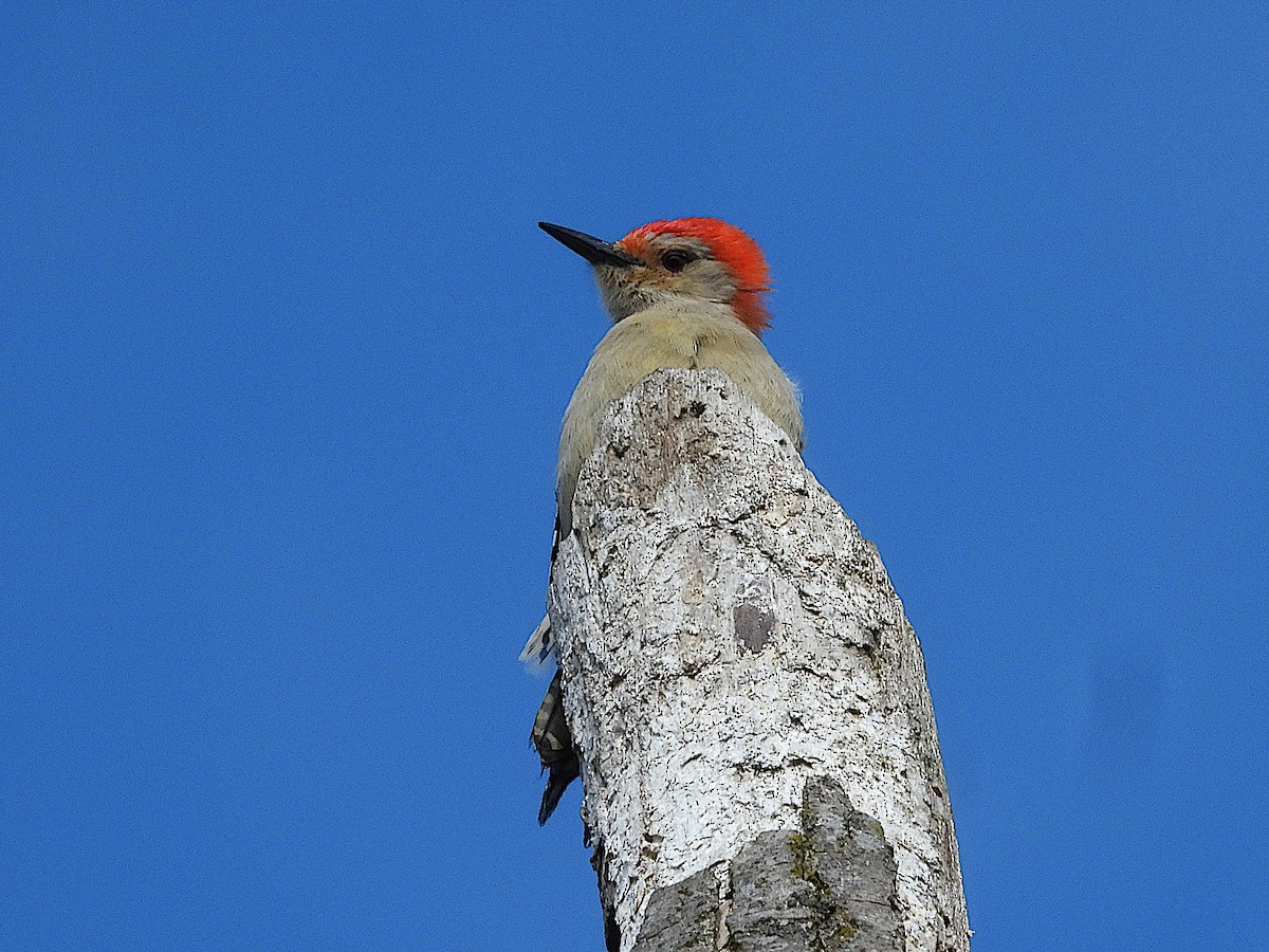Red-bellied Woodpecker - ML616088831